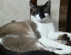 Catania, forza la veranda di casa e si da alla fuga, ha inizio così il caso del gatto Ciro