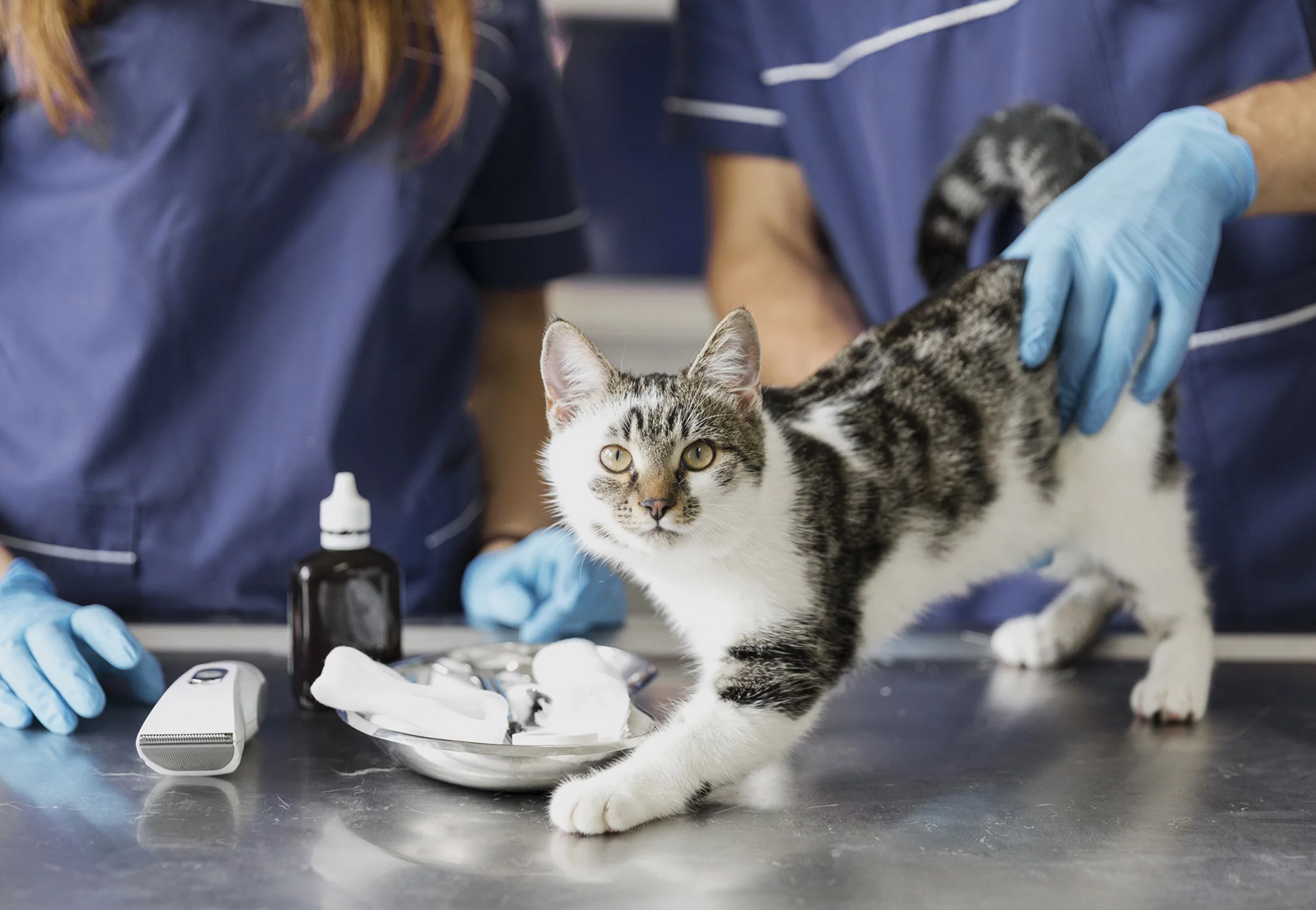gatto in ambulatorio veterinario