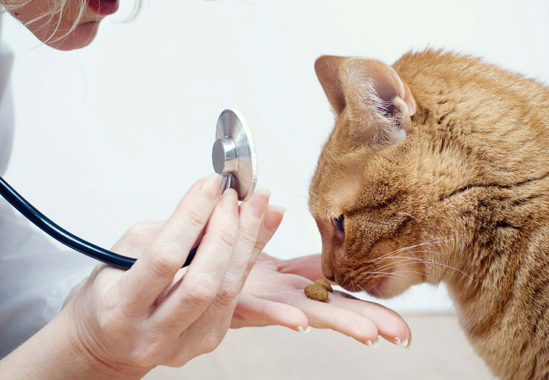 gatto dal veterinario mangia crocchette