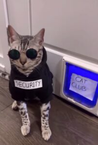 Apre la prima discoteca per gatti; l’ingresso è molto riservato (VIDEO)