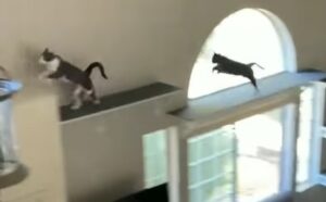 Due gatti fanno parkour mentre si inseguono dentro casa (VIDEO)