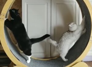 I due gatti si contendono la ruota per fare attività fisica (VIDEO)