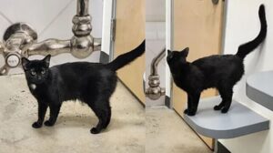 Ellie: il gatto restituito al rifugio per un motivo davvero commovente