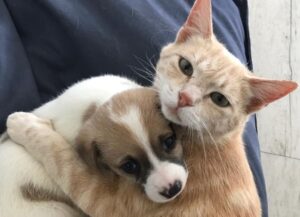 La gatta che ha perso i suoi gattini ha adottato un cucciolo di cane: è una mamma adorabile (VIDEO)