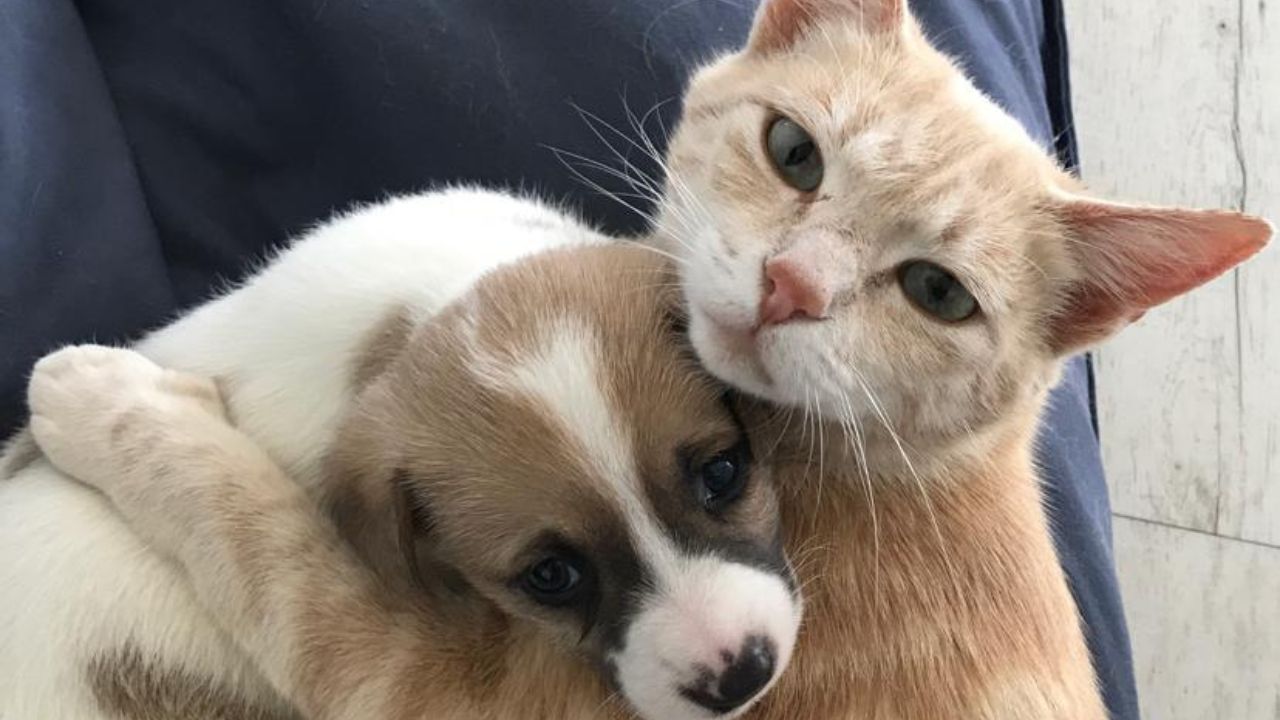 gatto e cucciolo