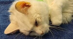 Gatta bianca stesa su un lettino