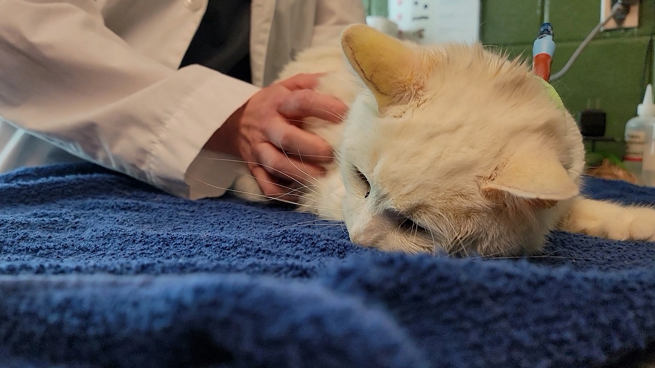 Veterinario con il gatto bianco