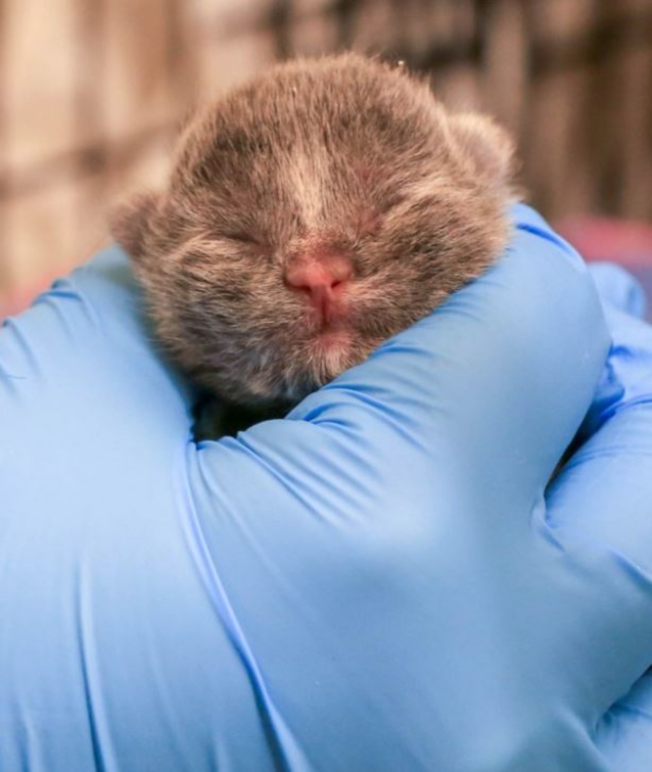 Un gattino molto piccolo in mano ad un medico