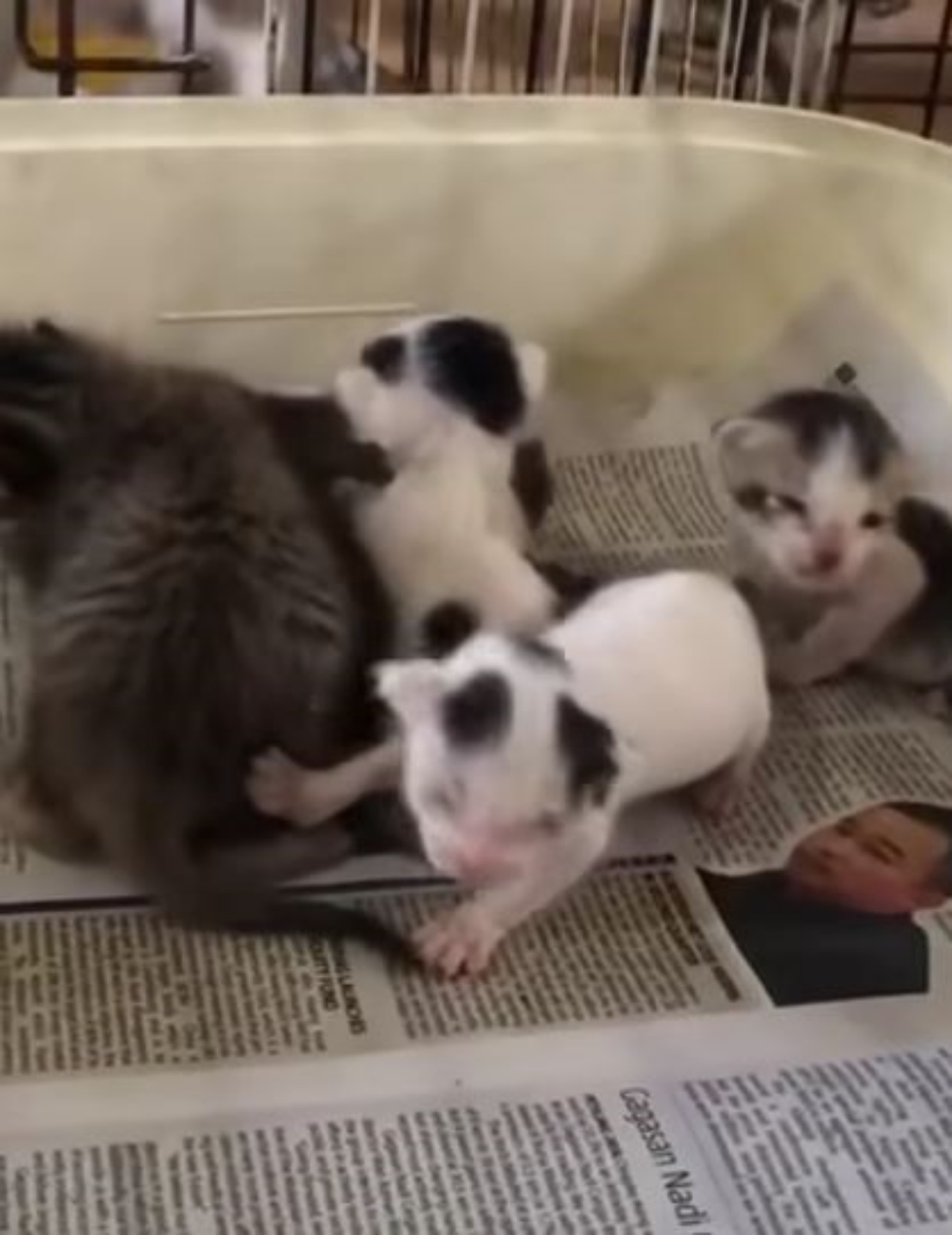 Dei gattini molto piccoli