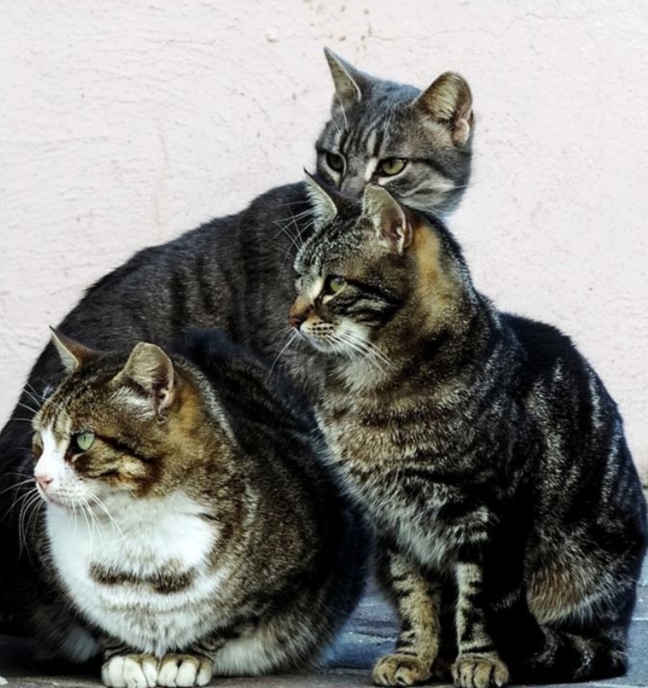 Tre gatti che osservano curiosi qualcosa
