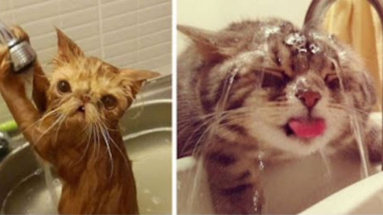 Due gatti a contatto con l'acqua