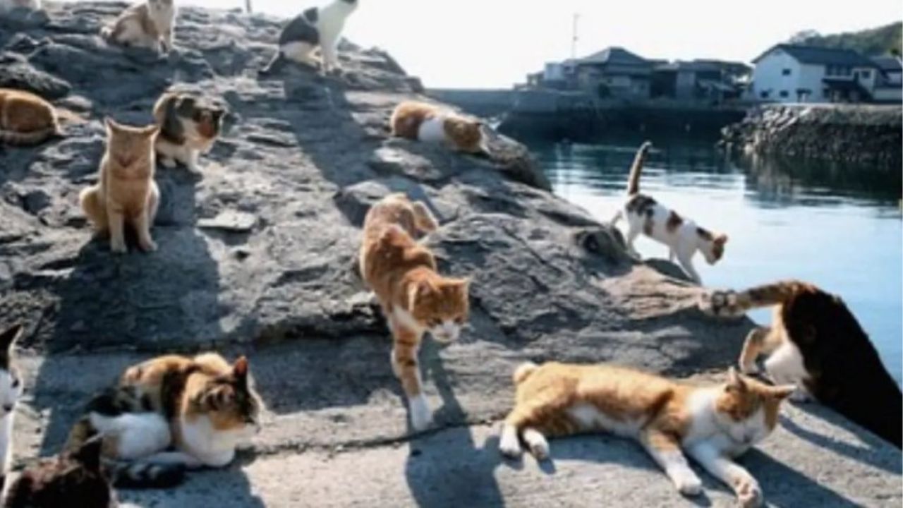 gatti sulle rocce 