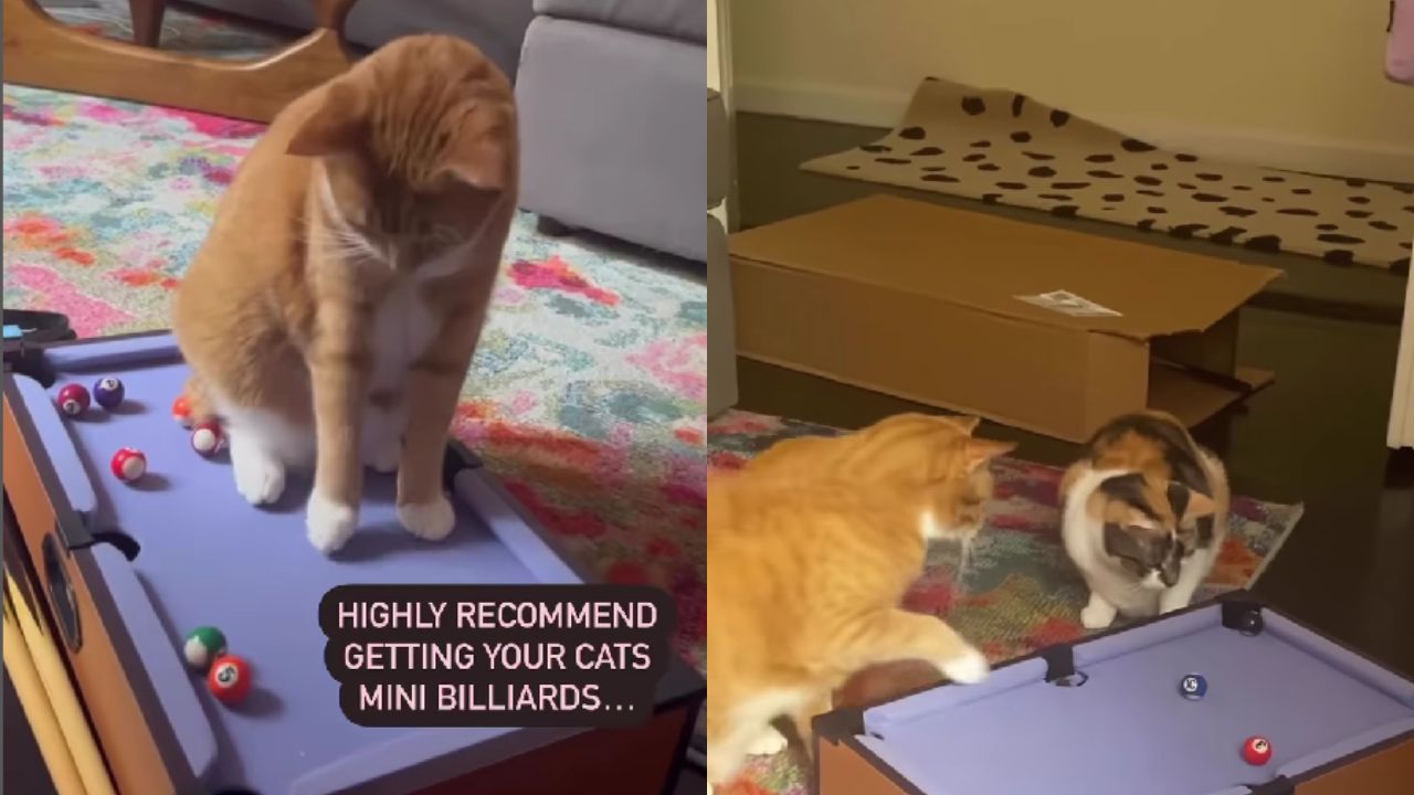 gatti giocano a biliardo