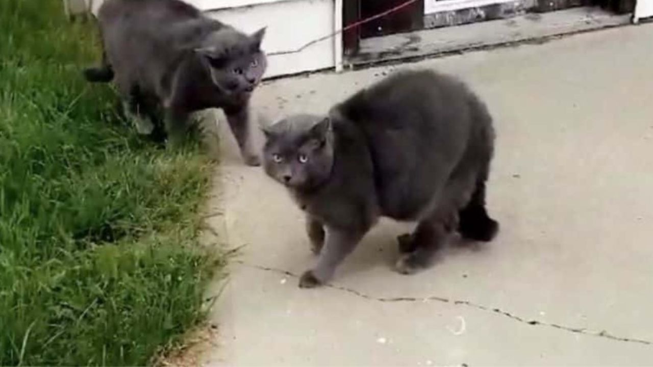 gatti grigi uguali