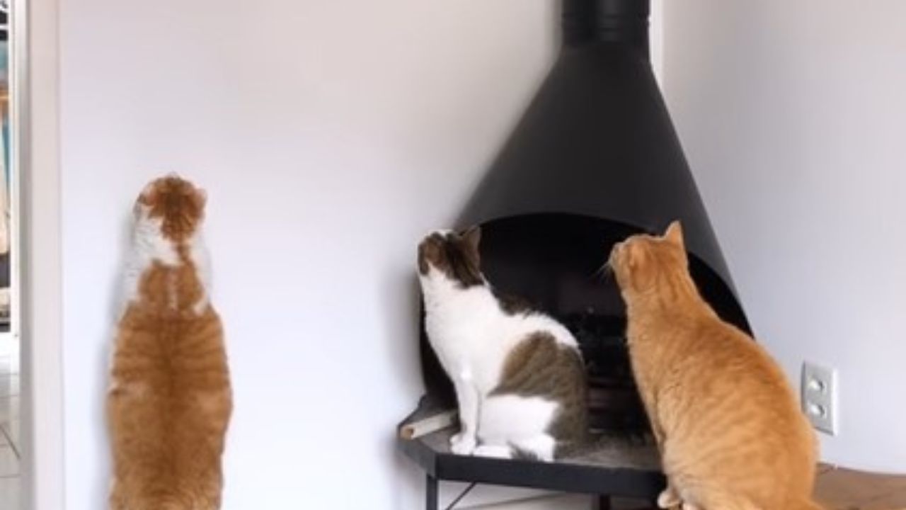 tre gatti