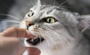 Questi sono i motivi per cui i gatti ti danno i loro adorabili morsetti