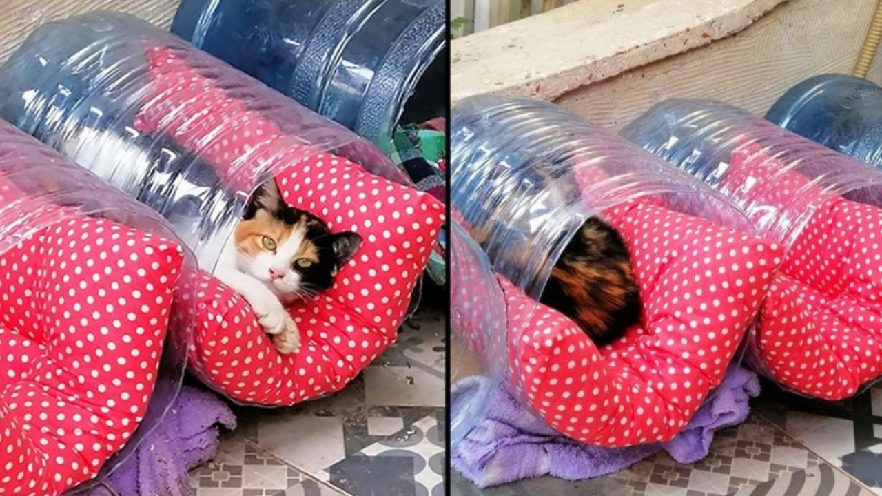 nuove cucce per gatti