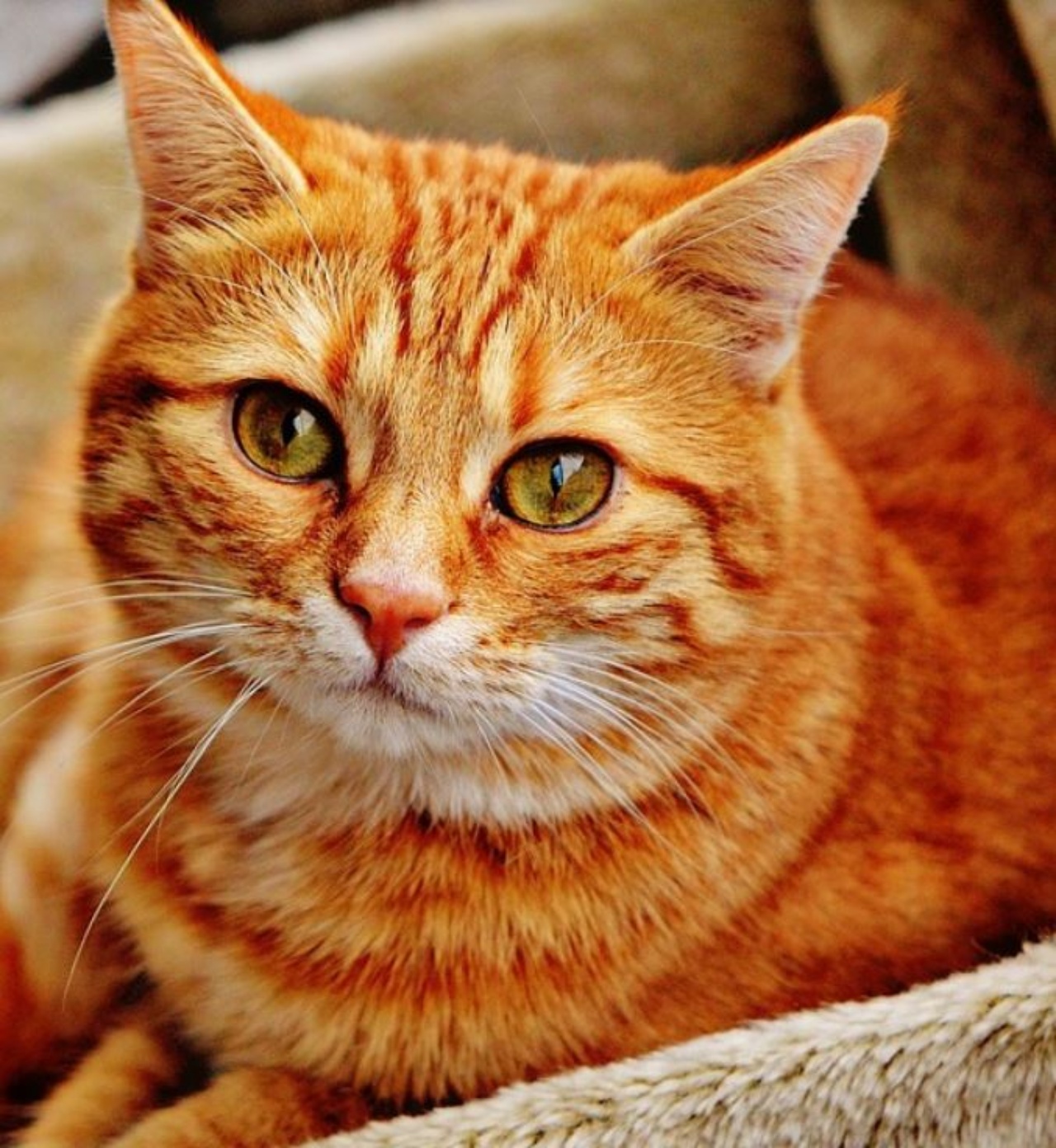 Un gatto arancione con gli occhi verdi