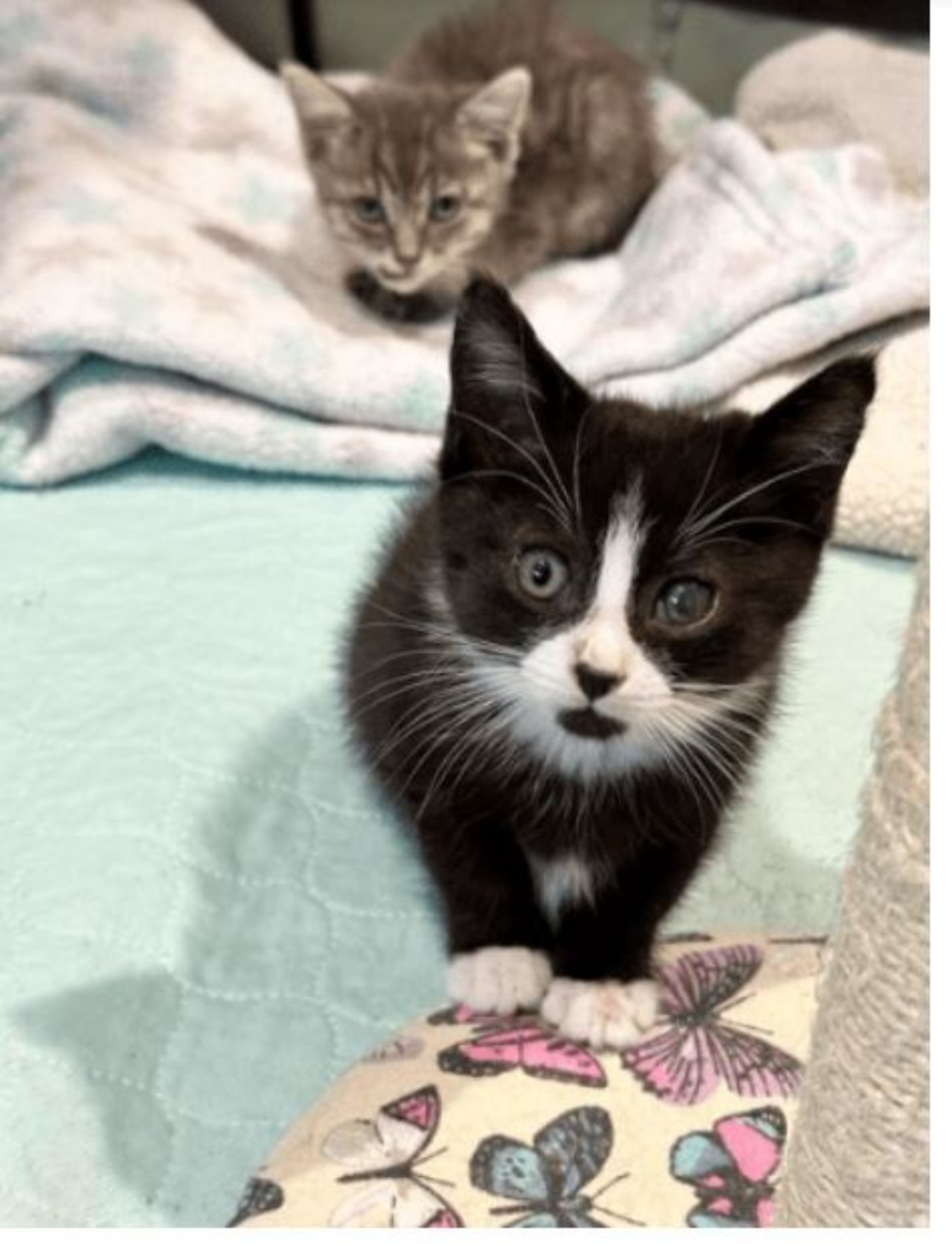 Due gattini dal veterinario