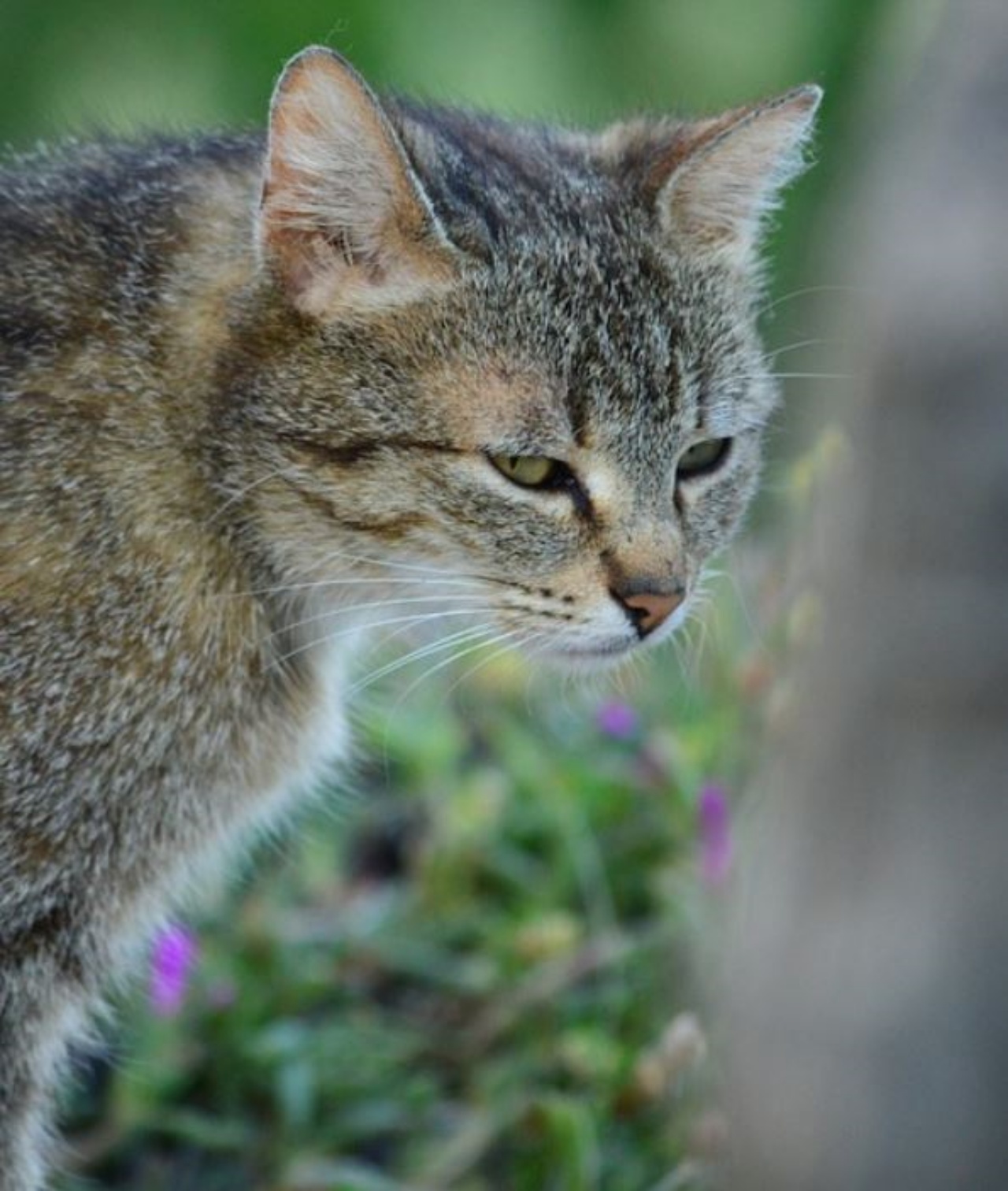 Un gatto randagio