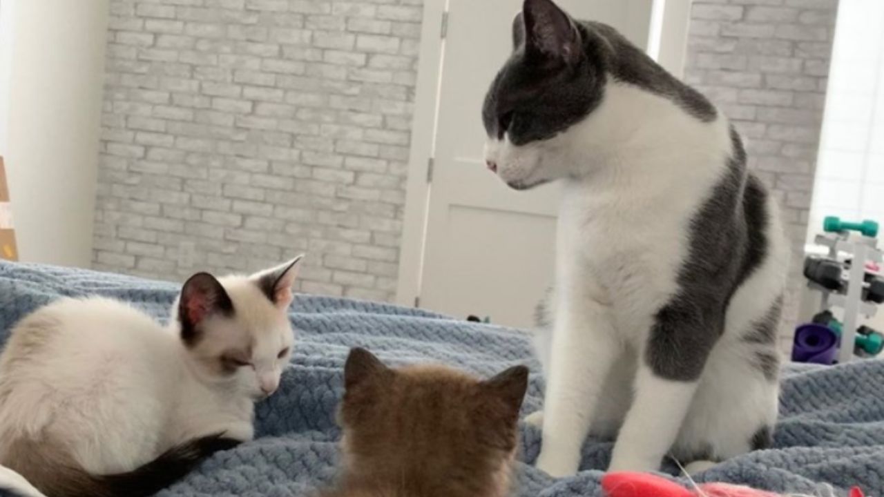 gatto grande e gattini piccoli
