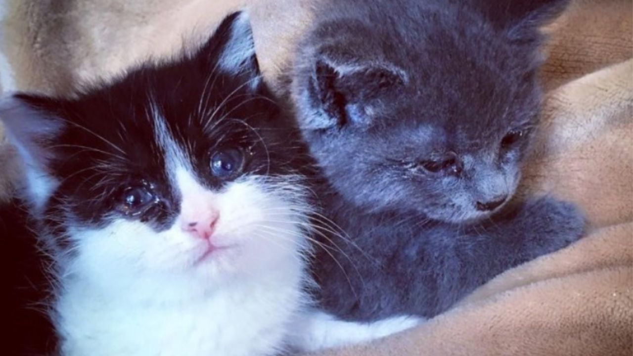 gattino bianco e nero e gattino grigio sopra le coperte
