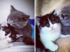 Due minuscoli gattini orfani sono stati salvati e non vogliono assolutamente separarsi