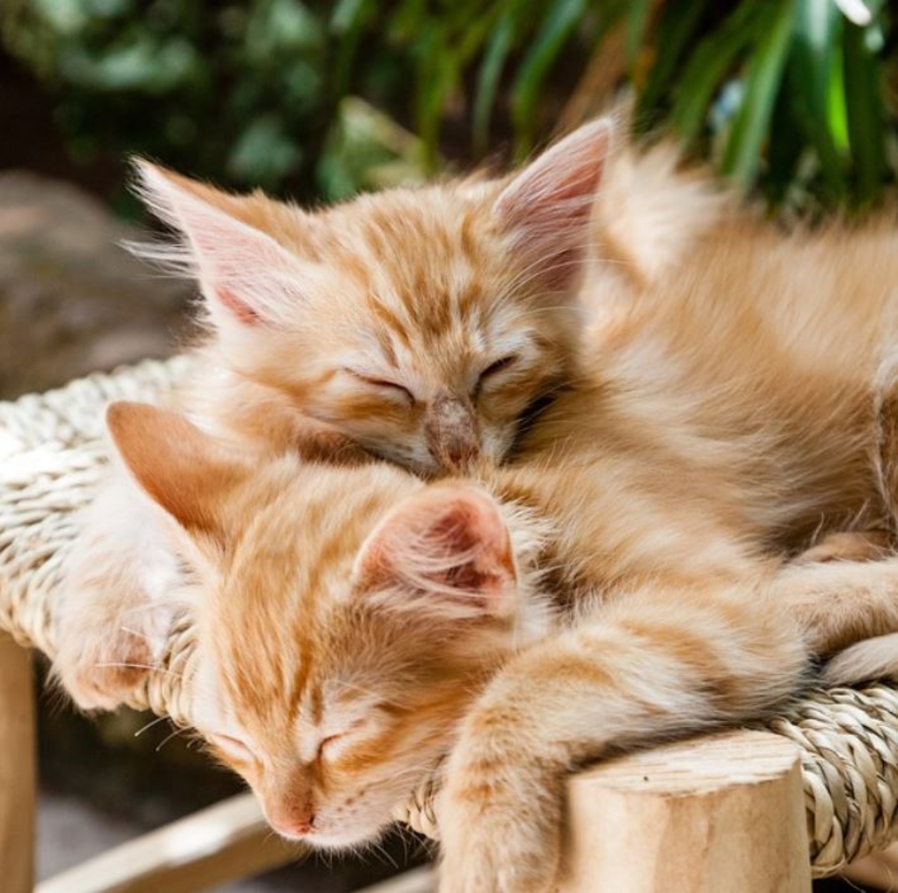 Due gattini che dormono su una sedia all'aperto
