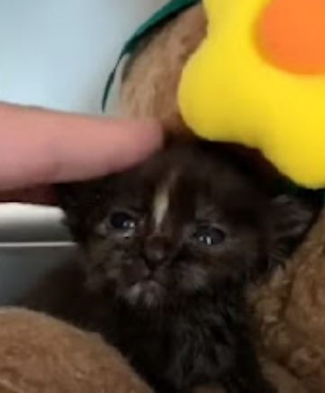 Un gattino nero molto piccolo