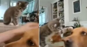 Gattino diventa geloso quando vede la sua mamma accarezzare un Golden Retriever