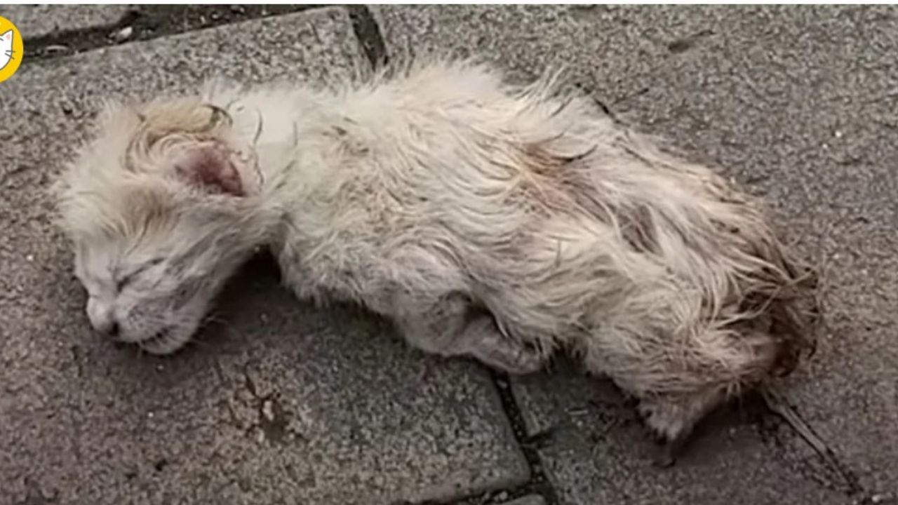 gattino bianco a terra