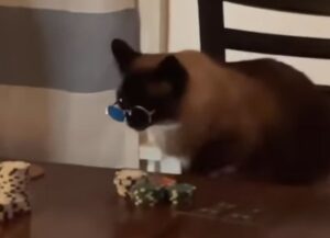 Il gattino stupisce tutti sul tavolo da poker (VIDEO)