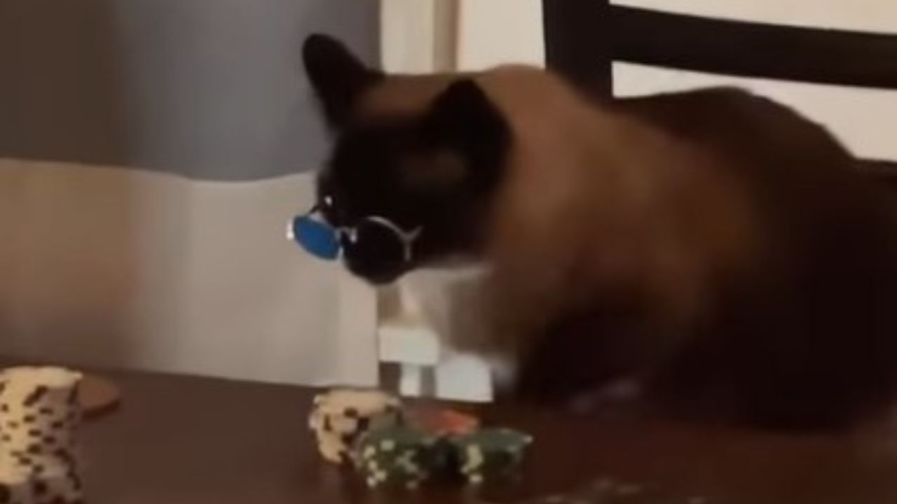 gatto al tavolo