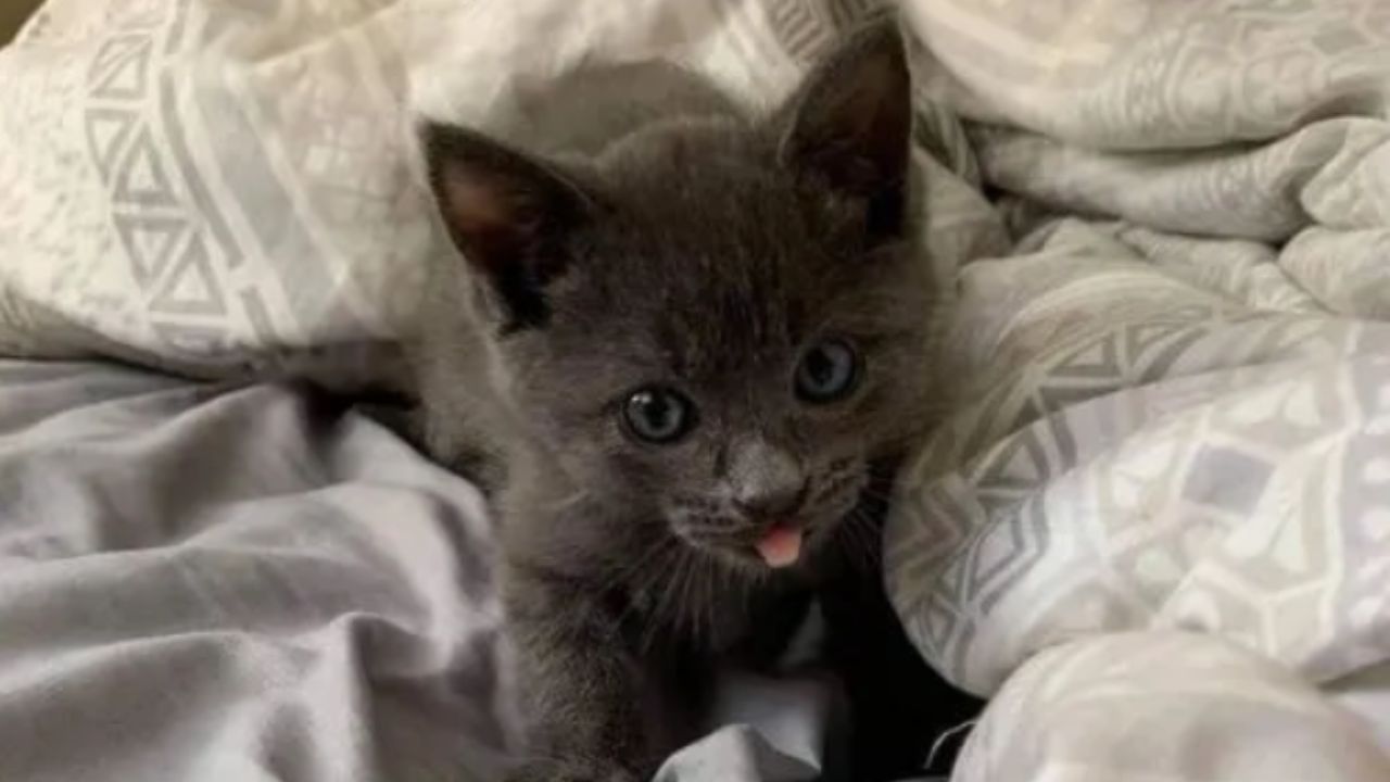 gattino grigio tra le lenzuola