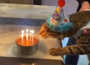 Il gattino tigrato festeggia il suo compleanno insieme alla sua famiglia, che gli dedica una bellissima canzoncina (VIDEO)