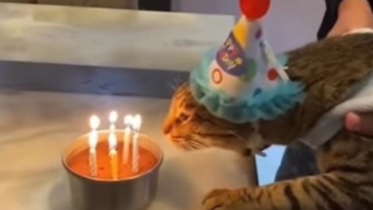 gatto festeggiato
