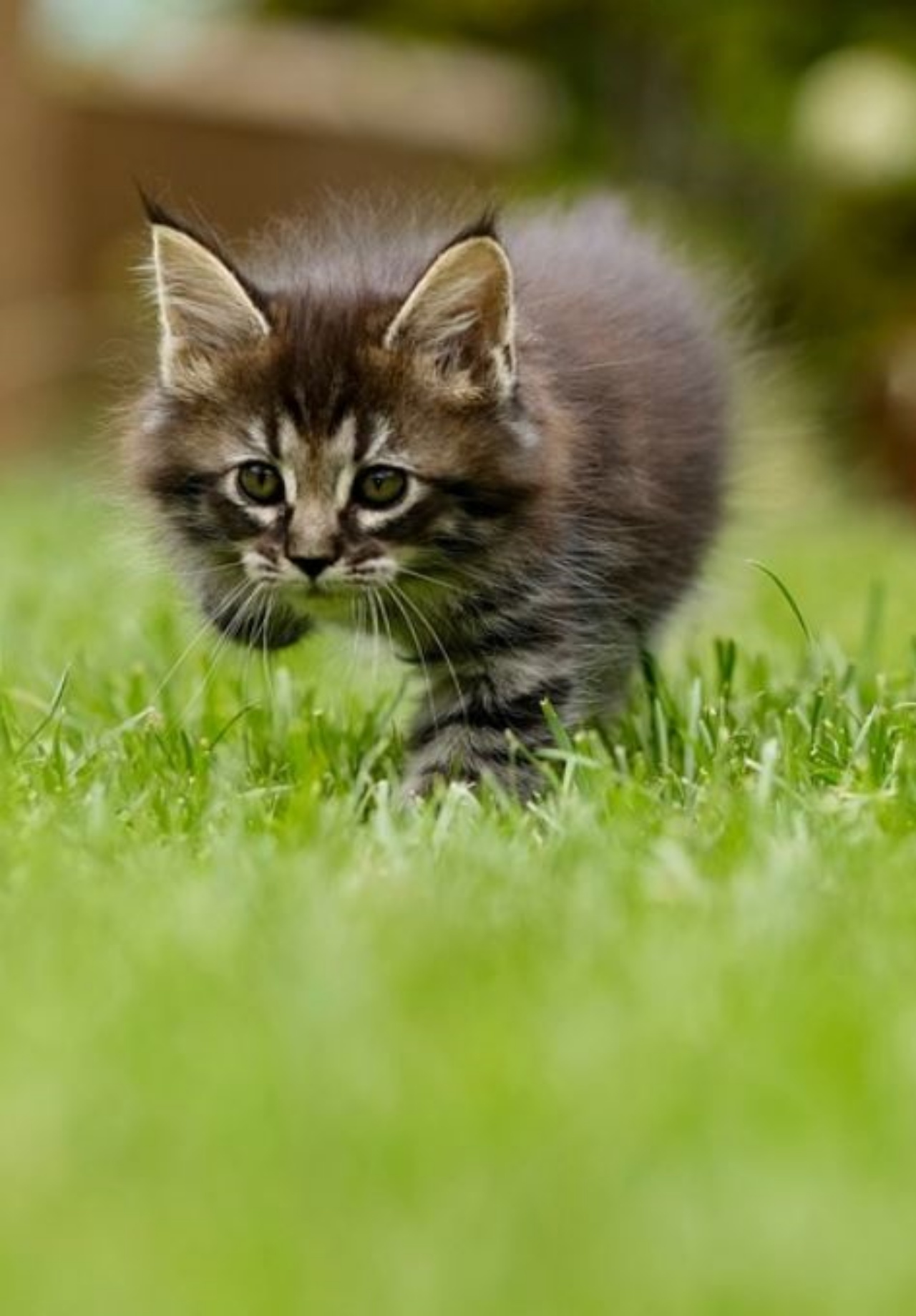 Un gattino che gioca su un prato verde