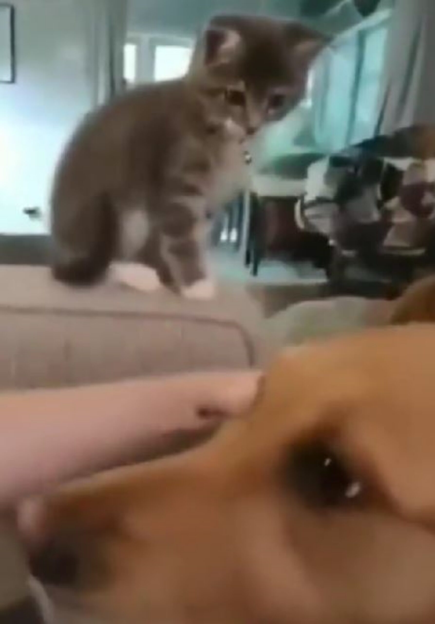 un gatto guarda un cane