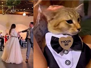 Questa sposa lancia agli invitati un peluche di un gatto per l’adozione
