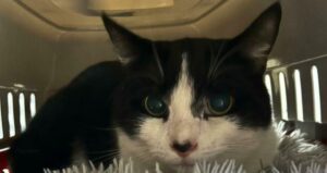Piazzola sul Brenta: gattino lasciato davanti ad un rifugio chiuso nel trasportino e con 50 euro al seguito