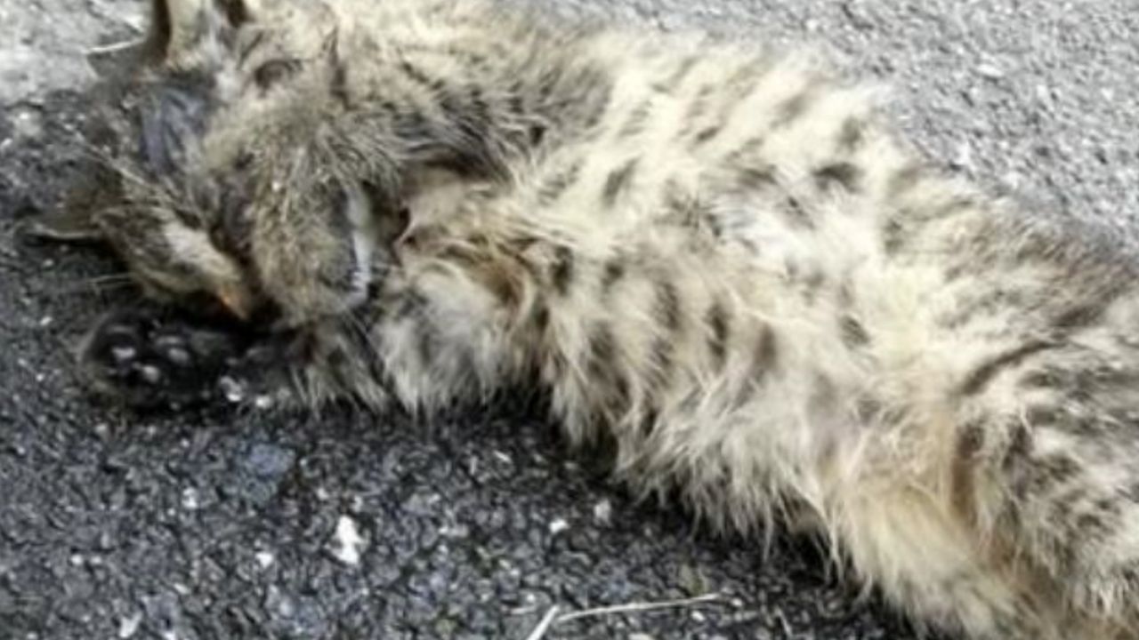 Una gattina malconcia in strada