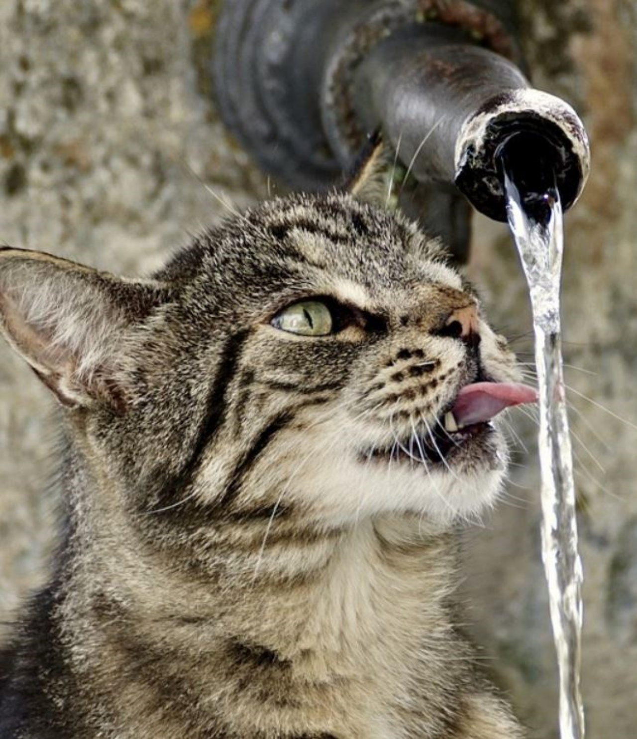 Un gatto che beve da una fontanella