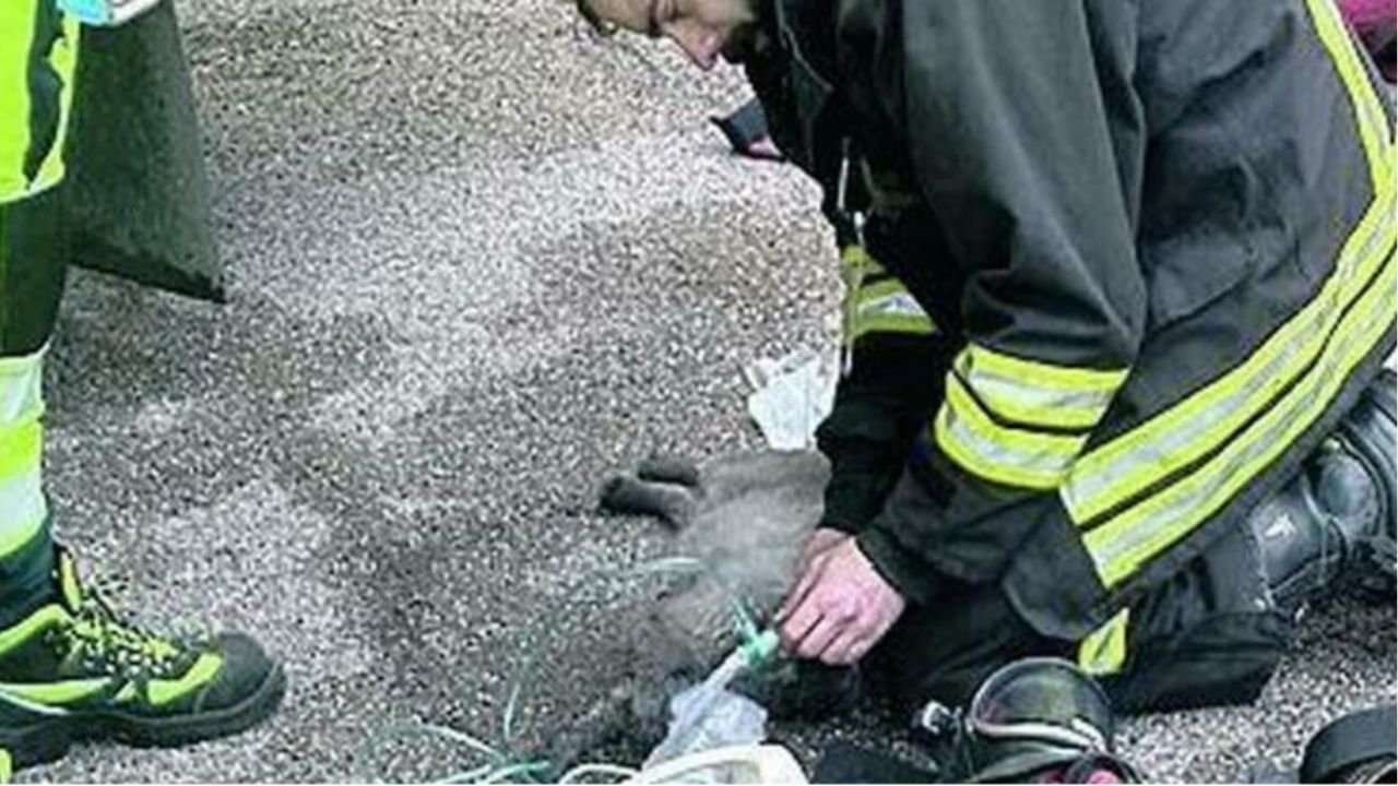 Un pompiere che mette l'ossigeno ad un gatto