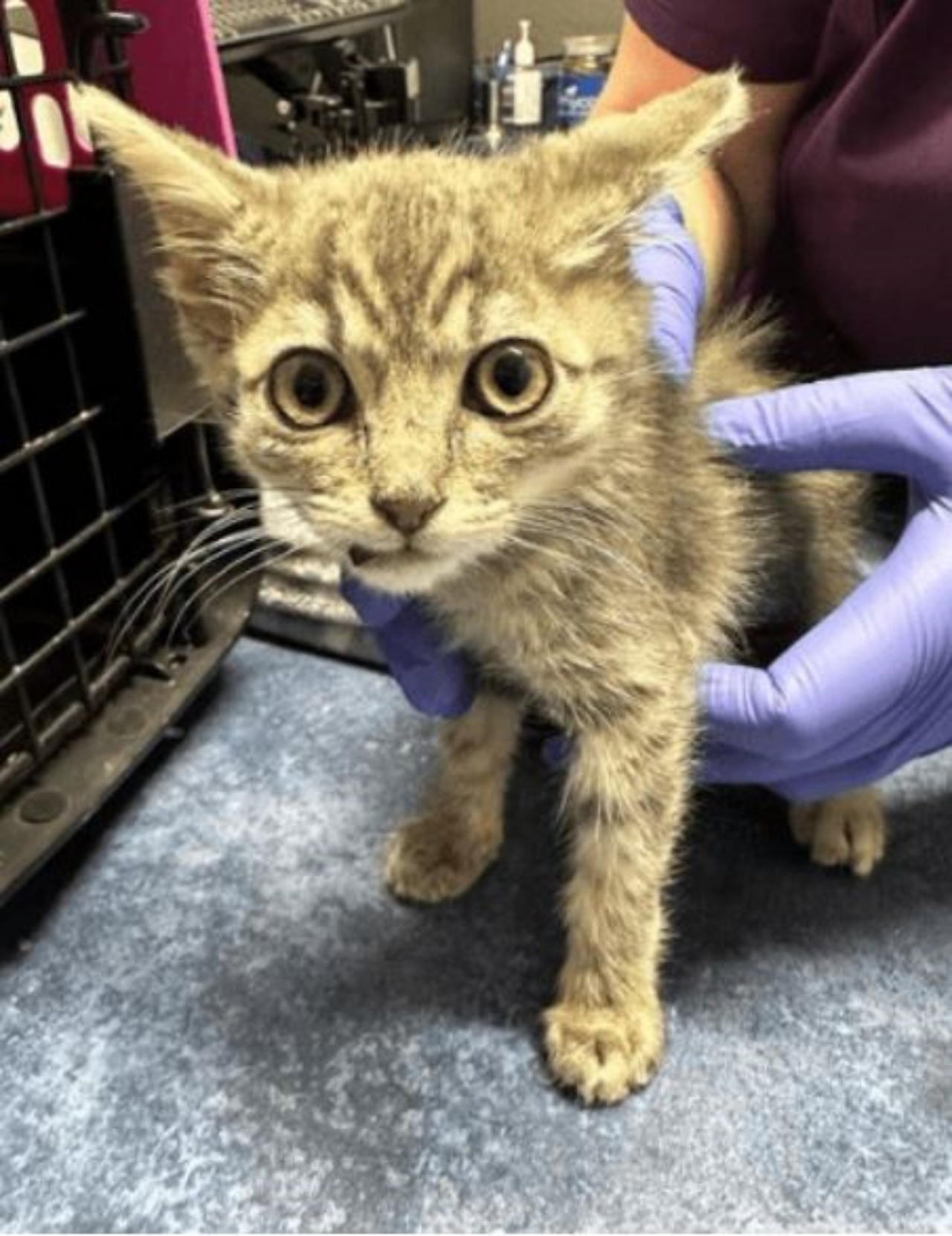 Un gatto con una mascella fratturata