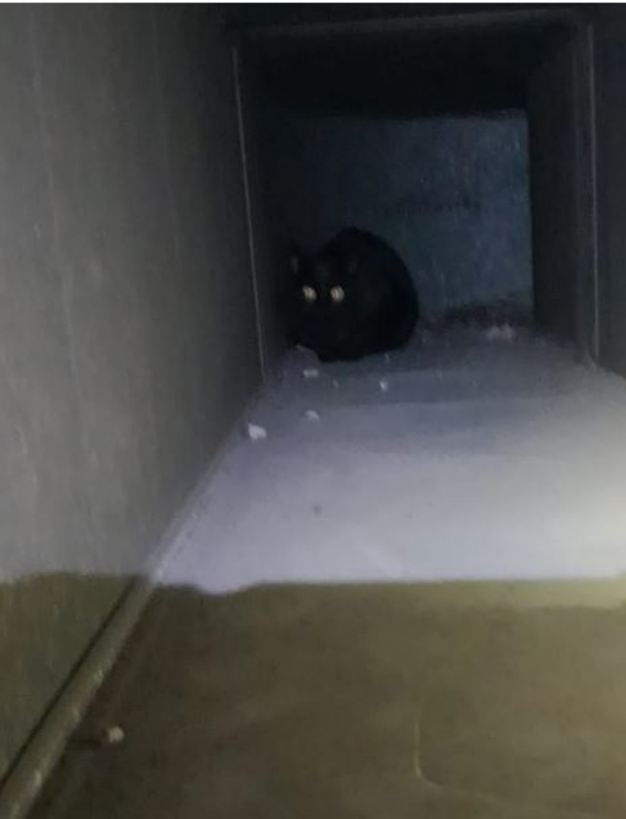 un gattino nero nella condotta di areazione