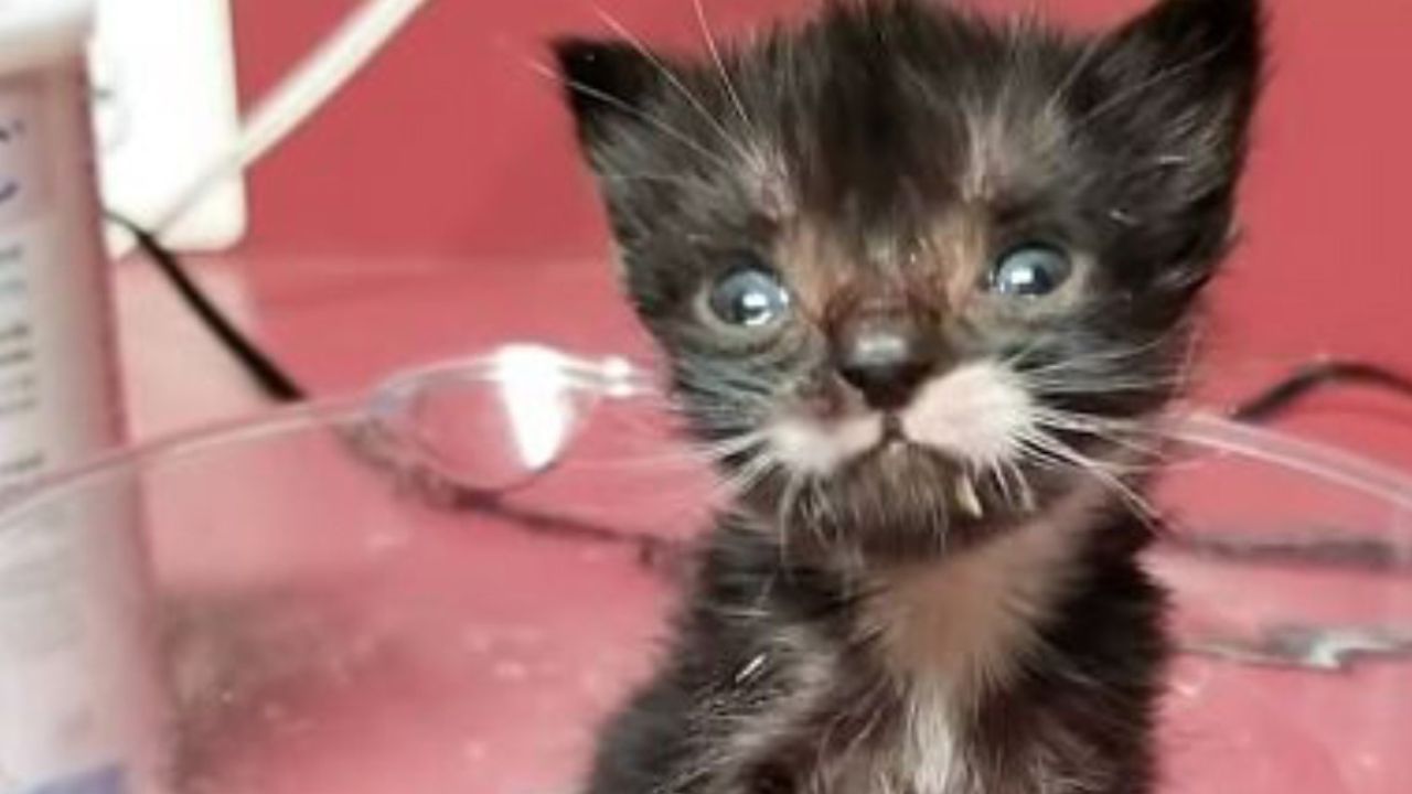 gatto bianco e nero molto piccolo