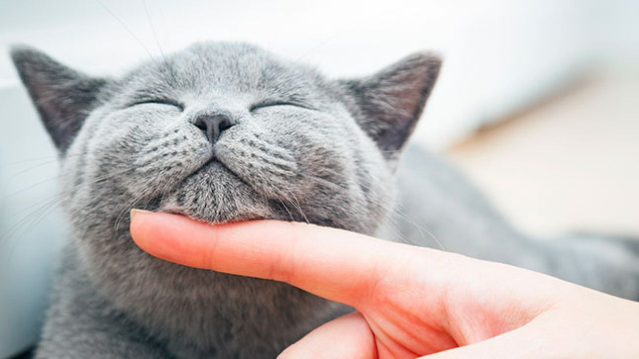 5 consigli per conquistare un gatto