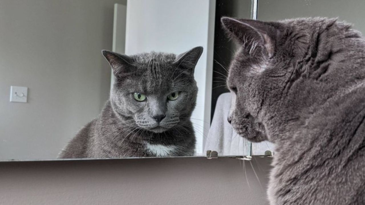gatto grigio allo specchio