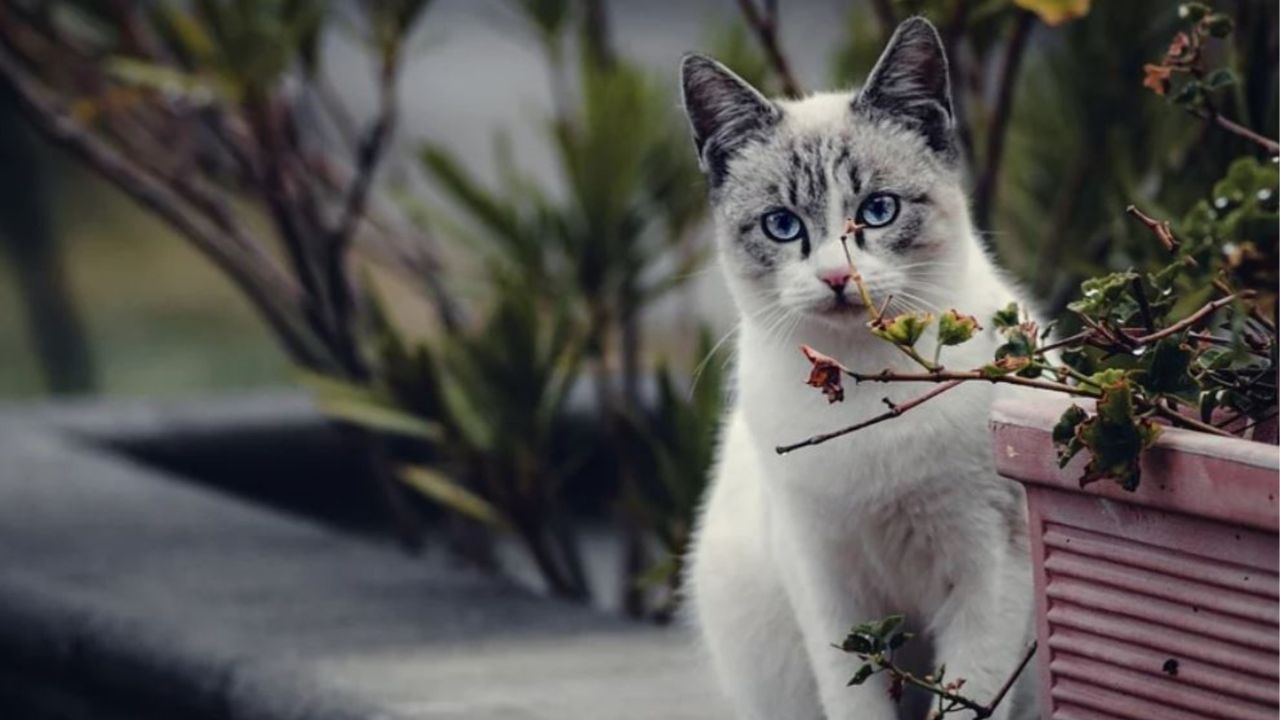 Un gatto bianco in giardino