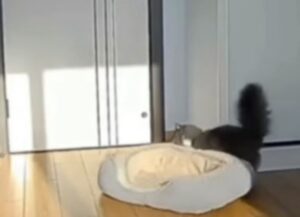 Il gattino ama la luce del sole e sposta la sua cuccia per prenderla tutta (VIDEO)